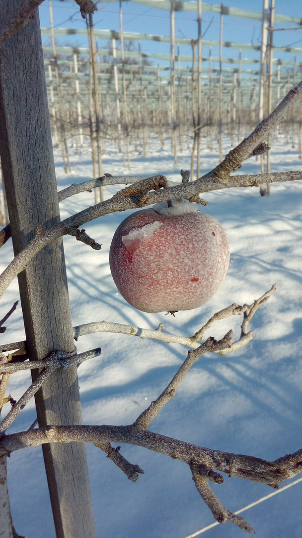 Apfel im Winter