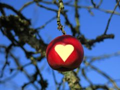 Apfel im Winter