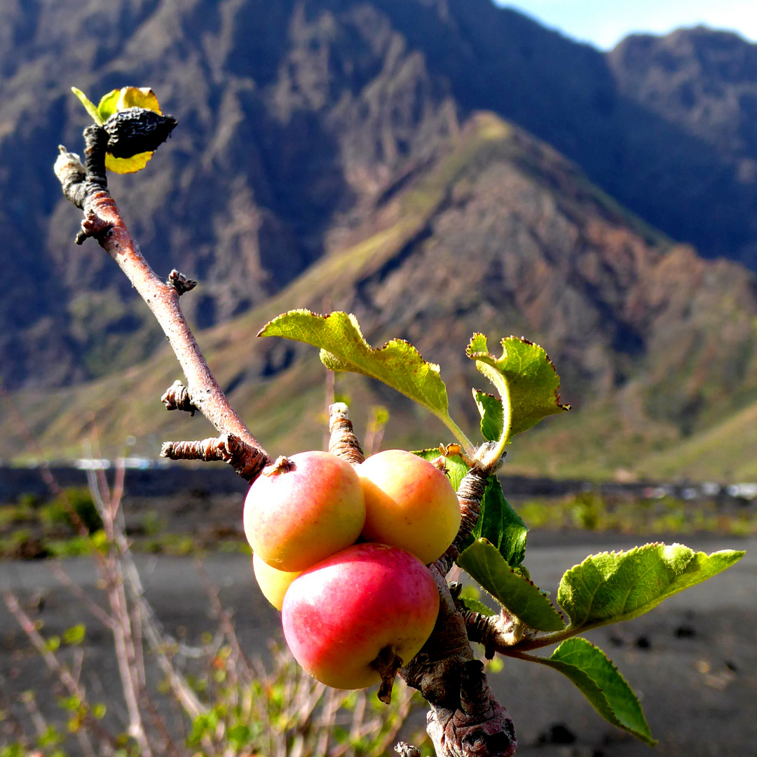 Apfel in Afrika