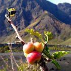 Apfel in Afrika