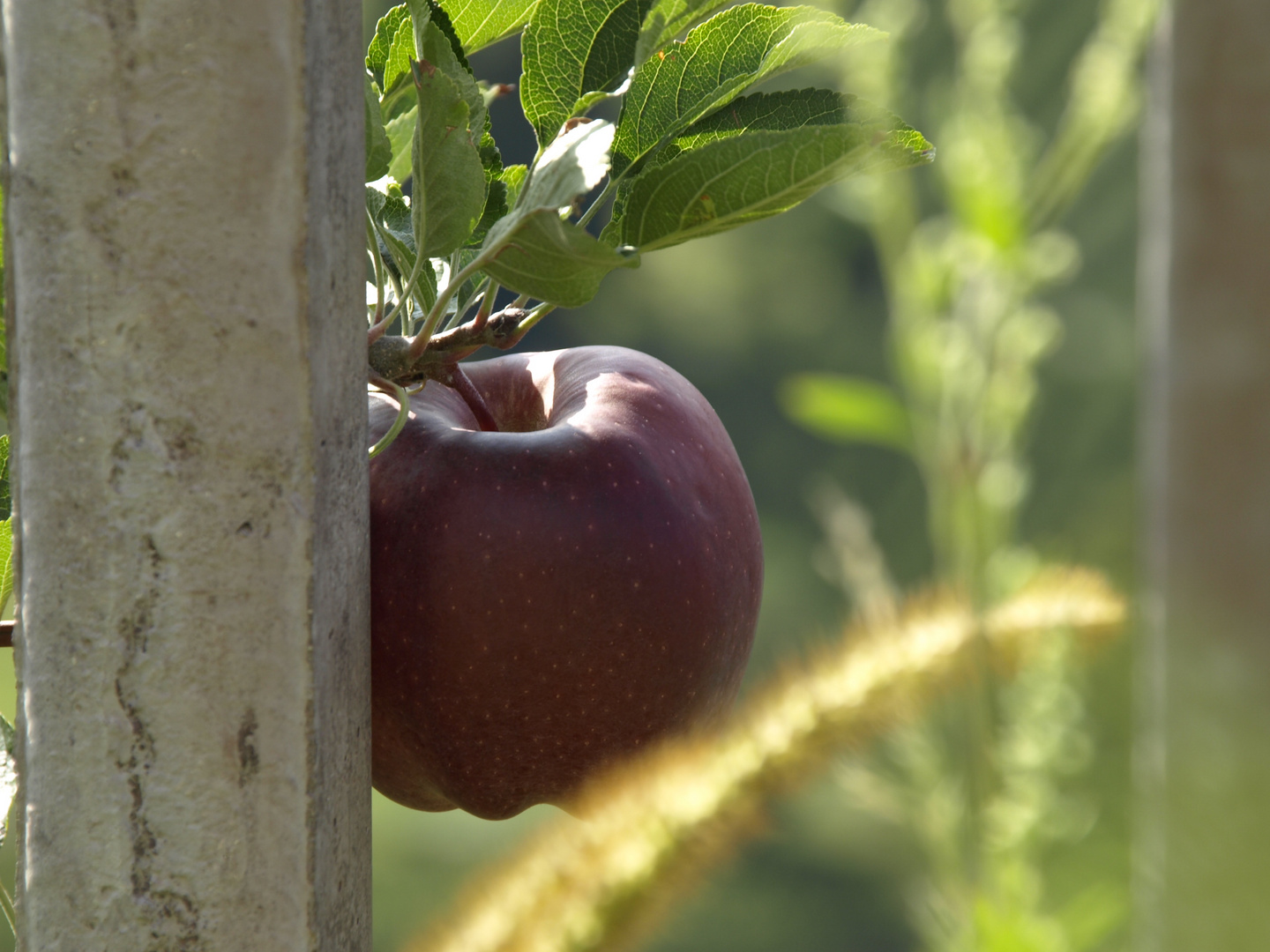 Apfel in Algund