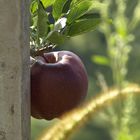 Apfel in Algund