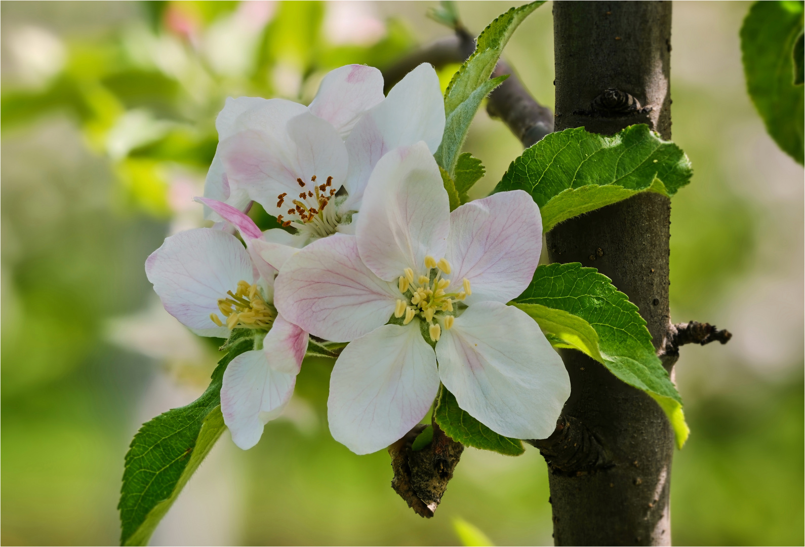 -Apfel in Blüte-