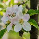 -Apfel in Blüte-