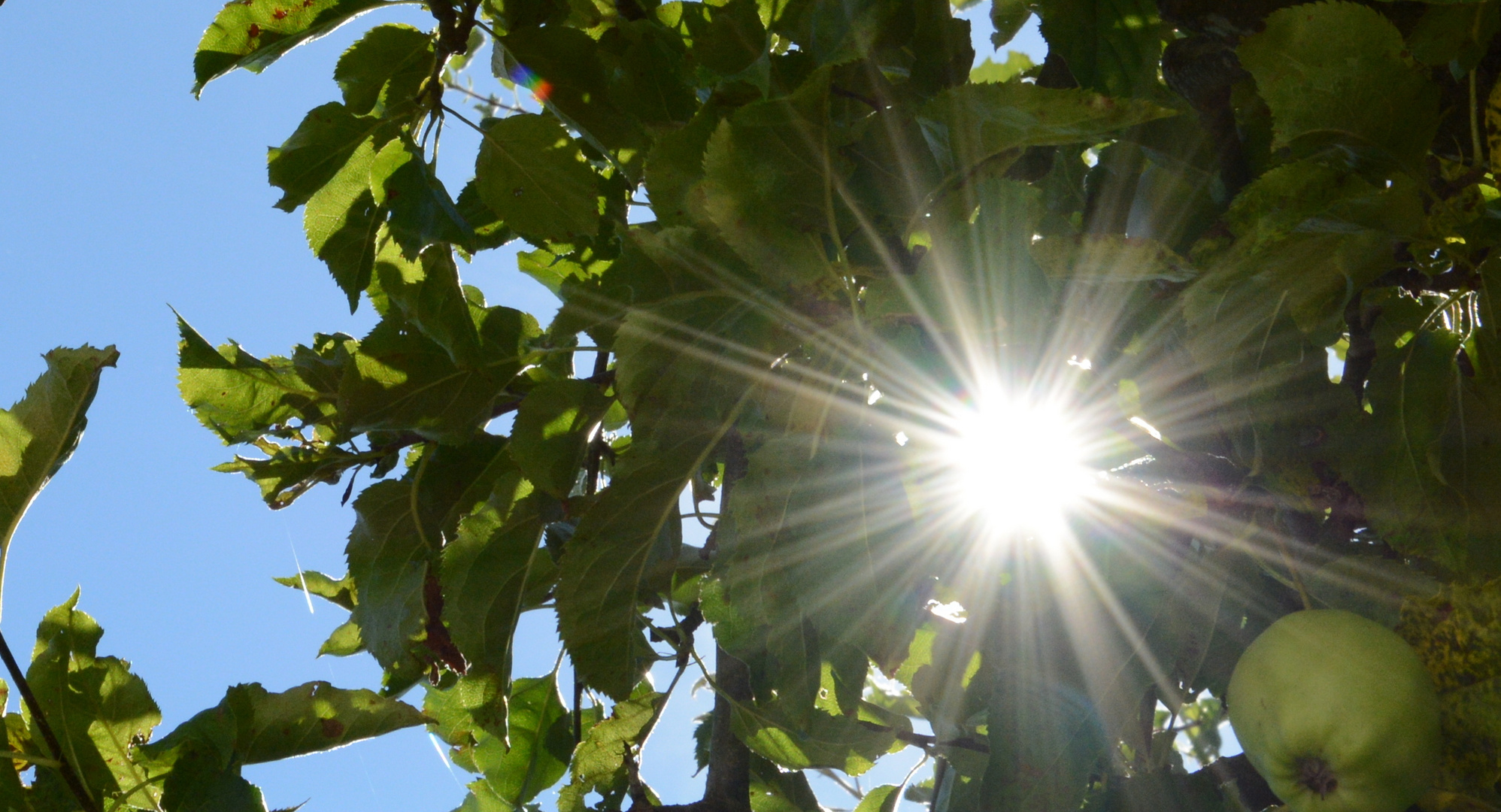 apfel in der sonne