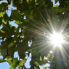 apfel in der sonne