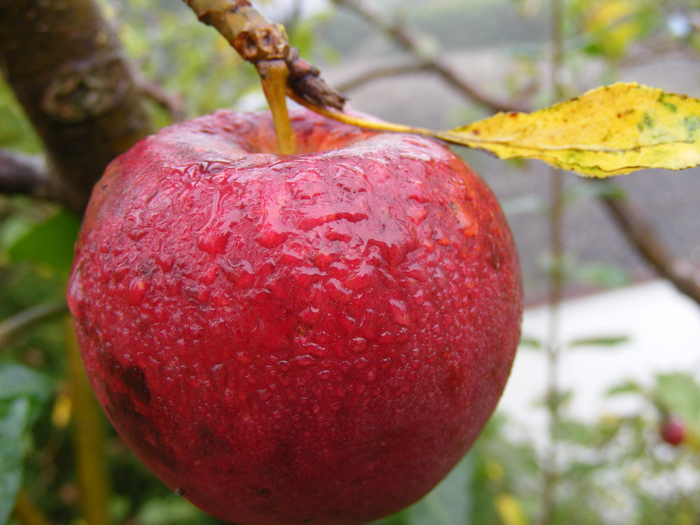 Apfel in Morgenstimmung