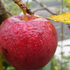 Apfel in Morgenstimmung