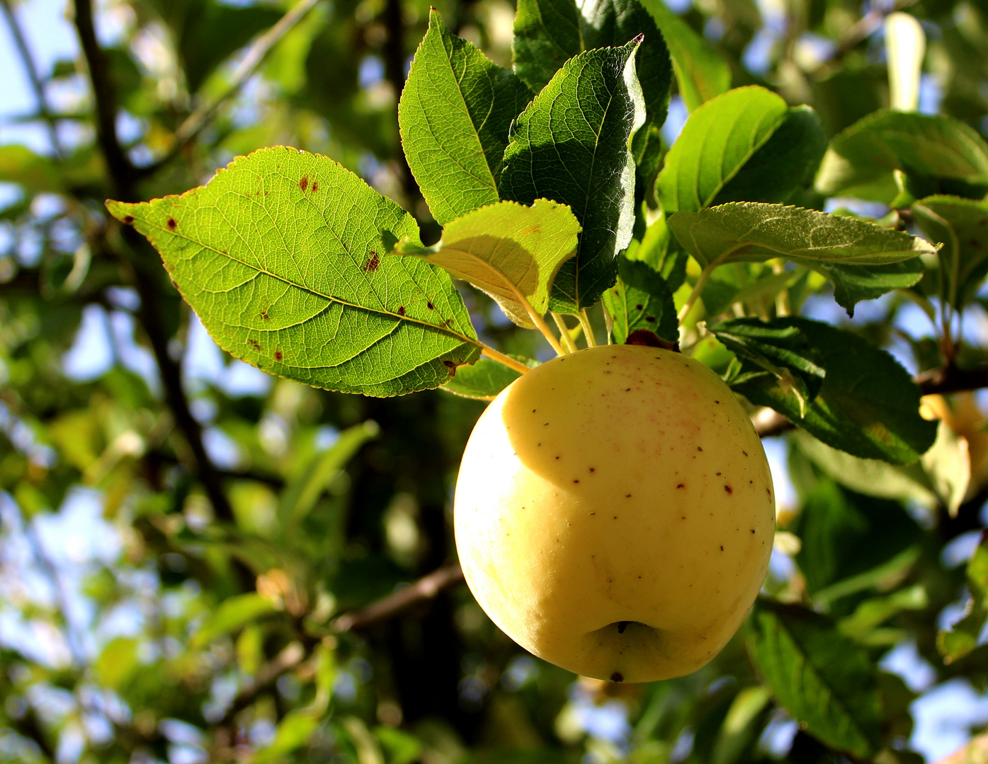 Apfel in Wischhafen ...