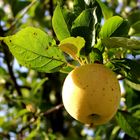 Apfel in Wischhafen ...