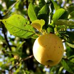 Apfel in Wischhafen ...