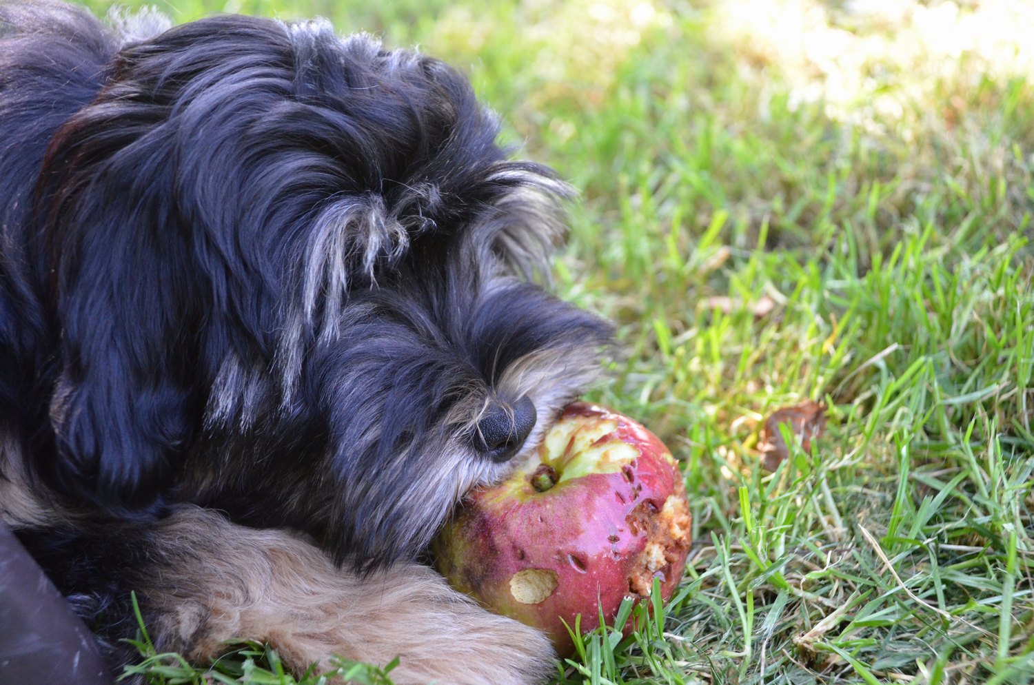 Apfel ist gesund