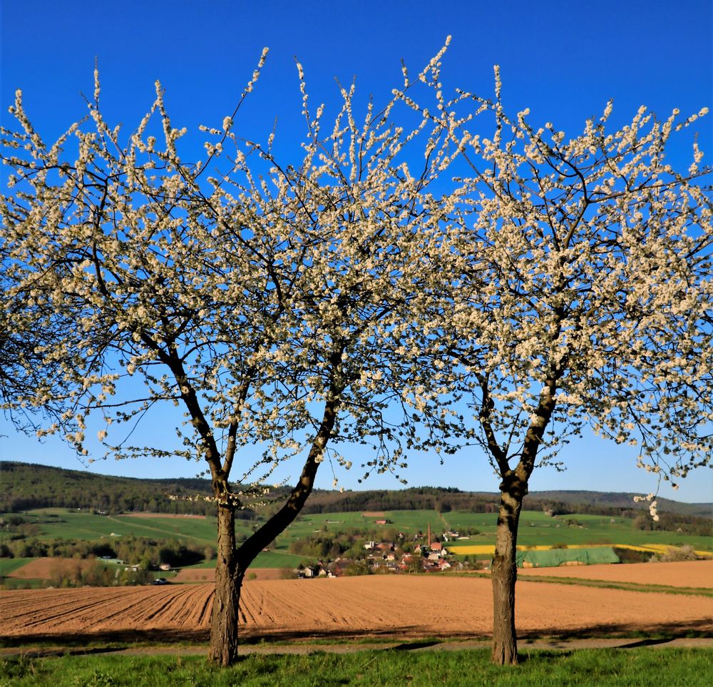 _Apfel-Kirschblute