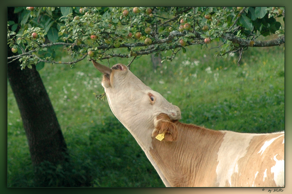 Apfel lecken