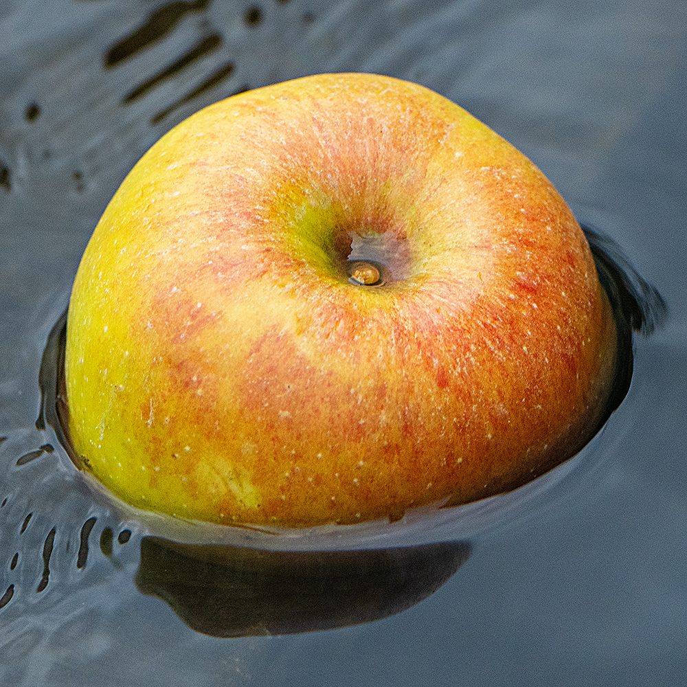 Apfel, Leckerli für den Eisbären…