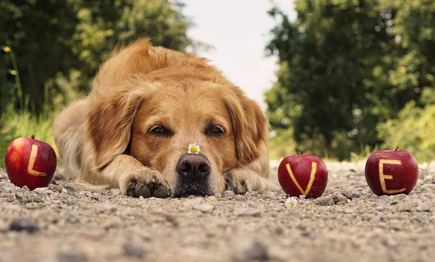 Apfel Liebe