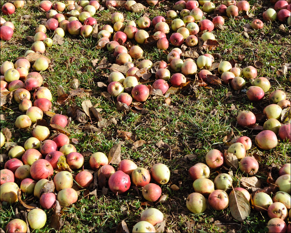 Apfel-Liebe