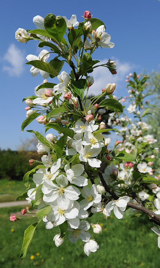 Apfel - Malus