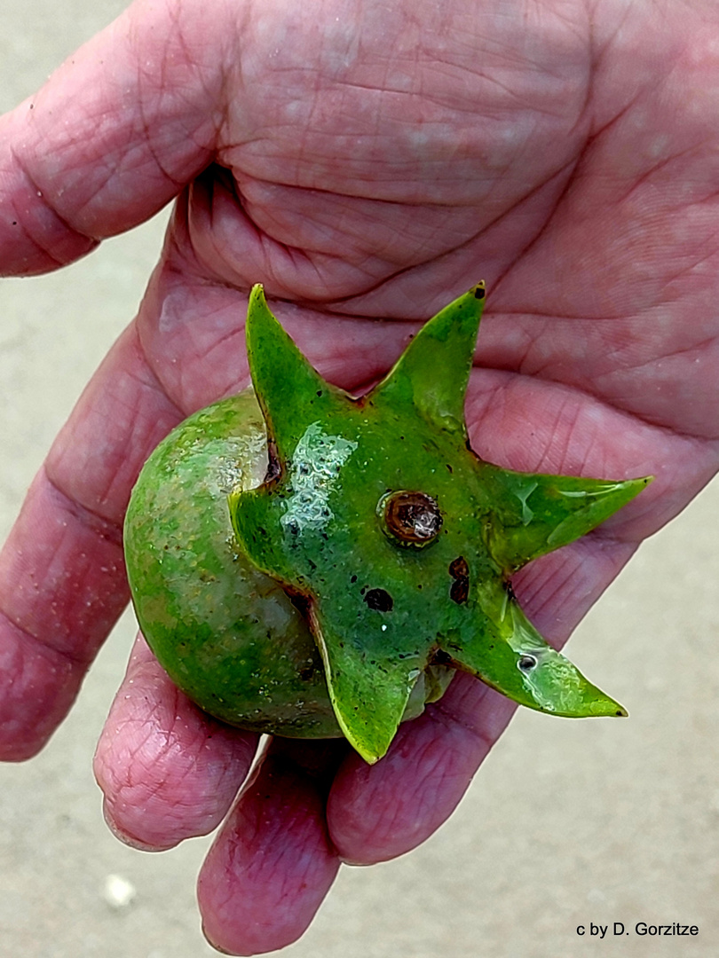 Apfel Mangrove !