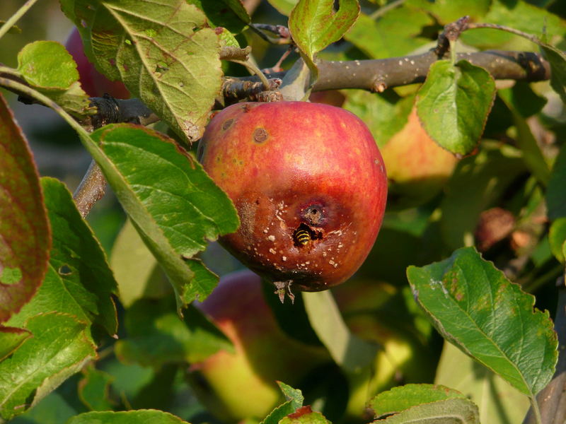 Apfel mit ......