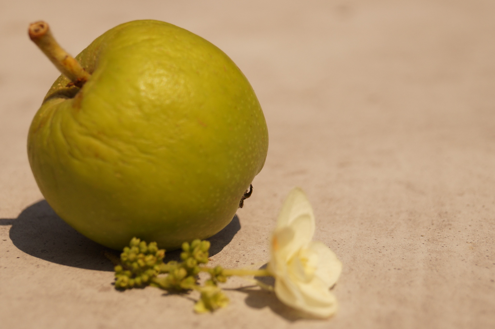 Apfel mit Blüte..