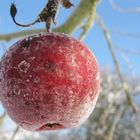 Apfel mit Blüten