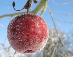 Apfel mit Blüten