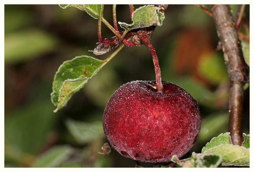 Apfel mit Eisglasur