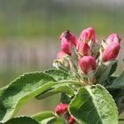 Apfel mit Fliege