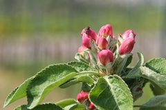 Apfel mit Fliege