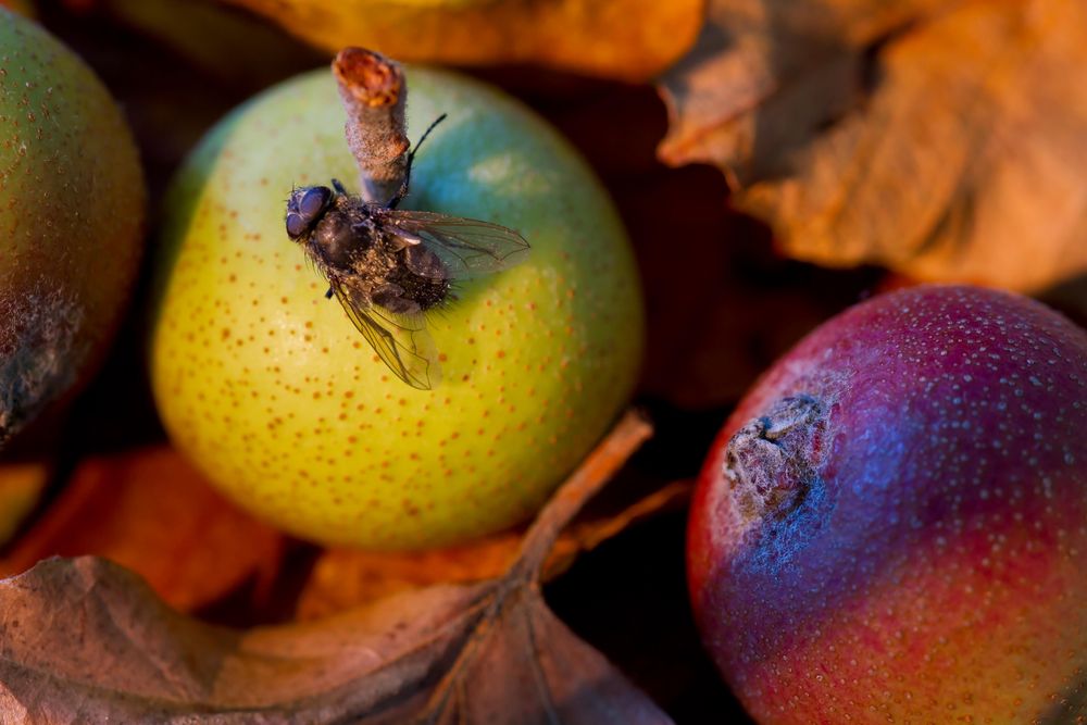 Apfel mit Fliege