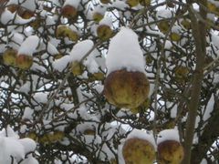 Apfel mit Hut