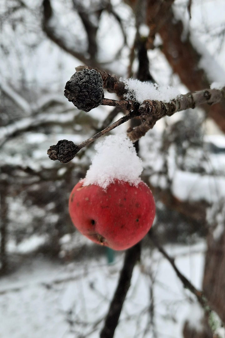 Apfel mit Mütze