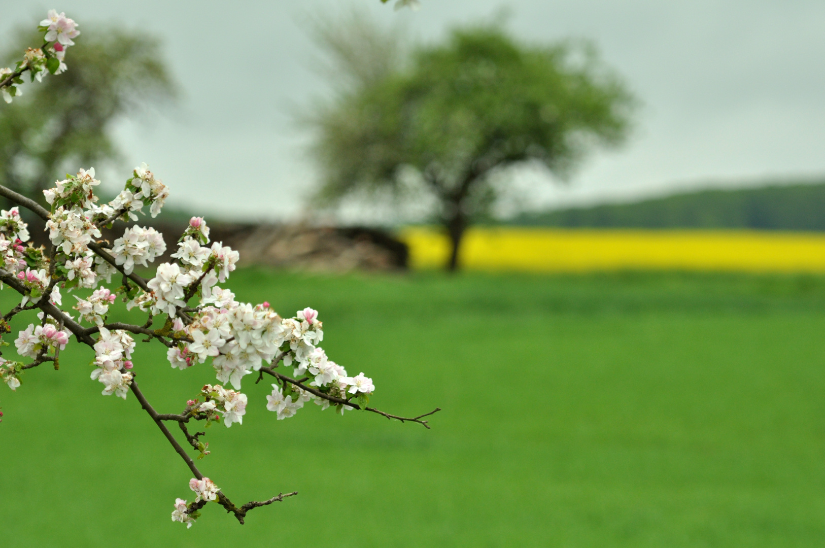 Apfel mit Raps