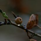 Apfel mit Regentropfen