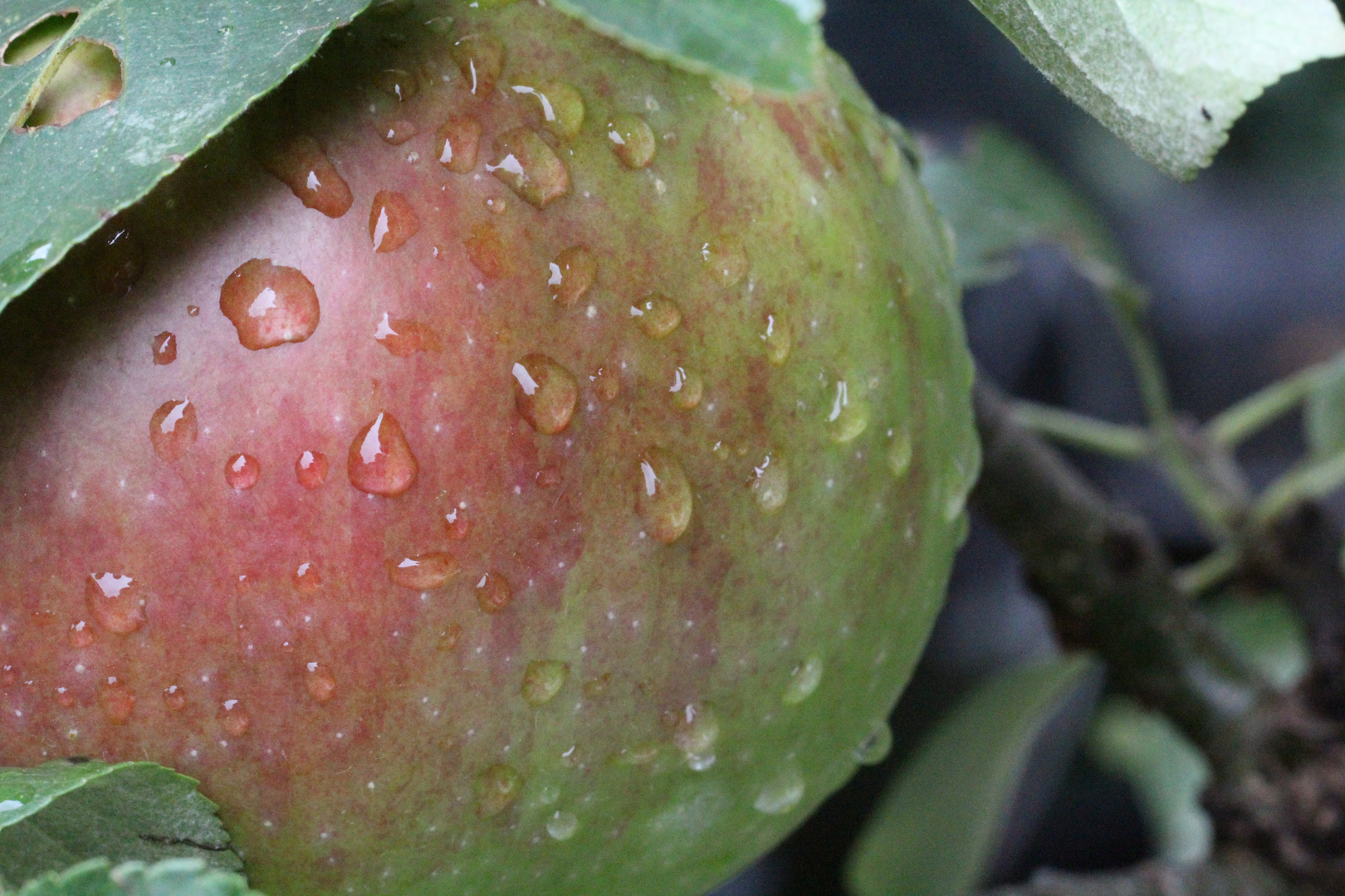 Apfel mit Regentropfen am Baum