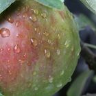 Apfel mit Regentropfen am Baum