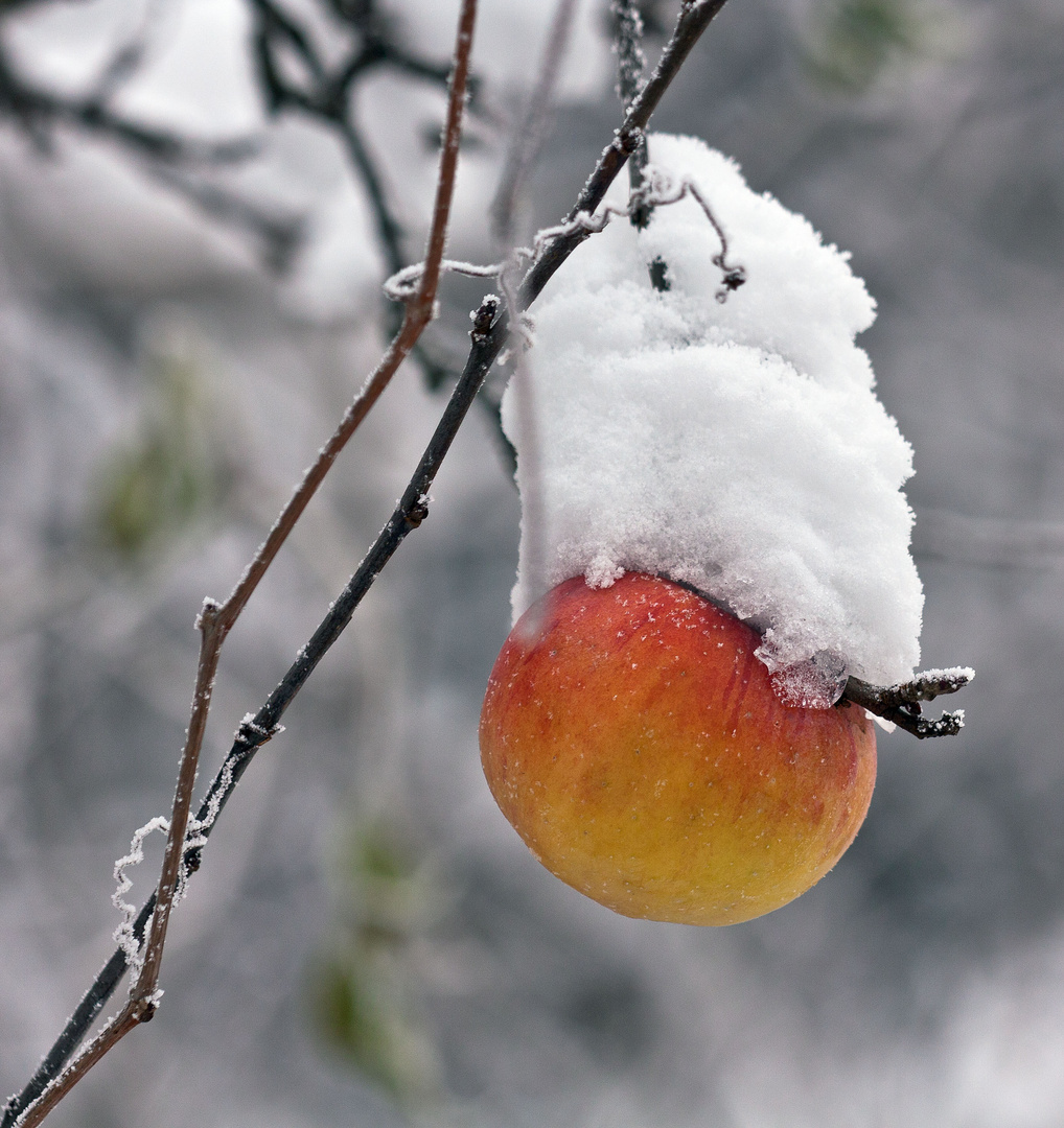 Apfel mit Schneehäubchen