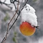 Apfel mit Schneehäubchen