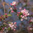 Apfel mit Trioplan