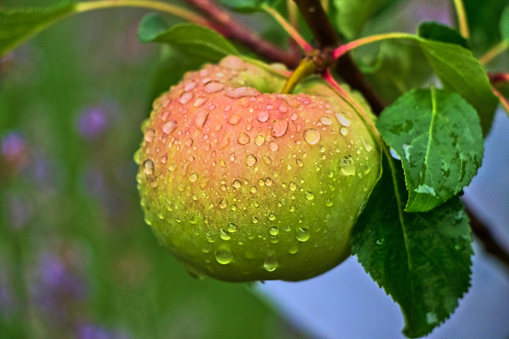 Apfel nach dem Regen