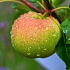 Apfel nach dem Regen
