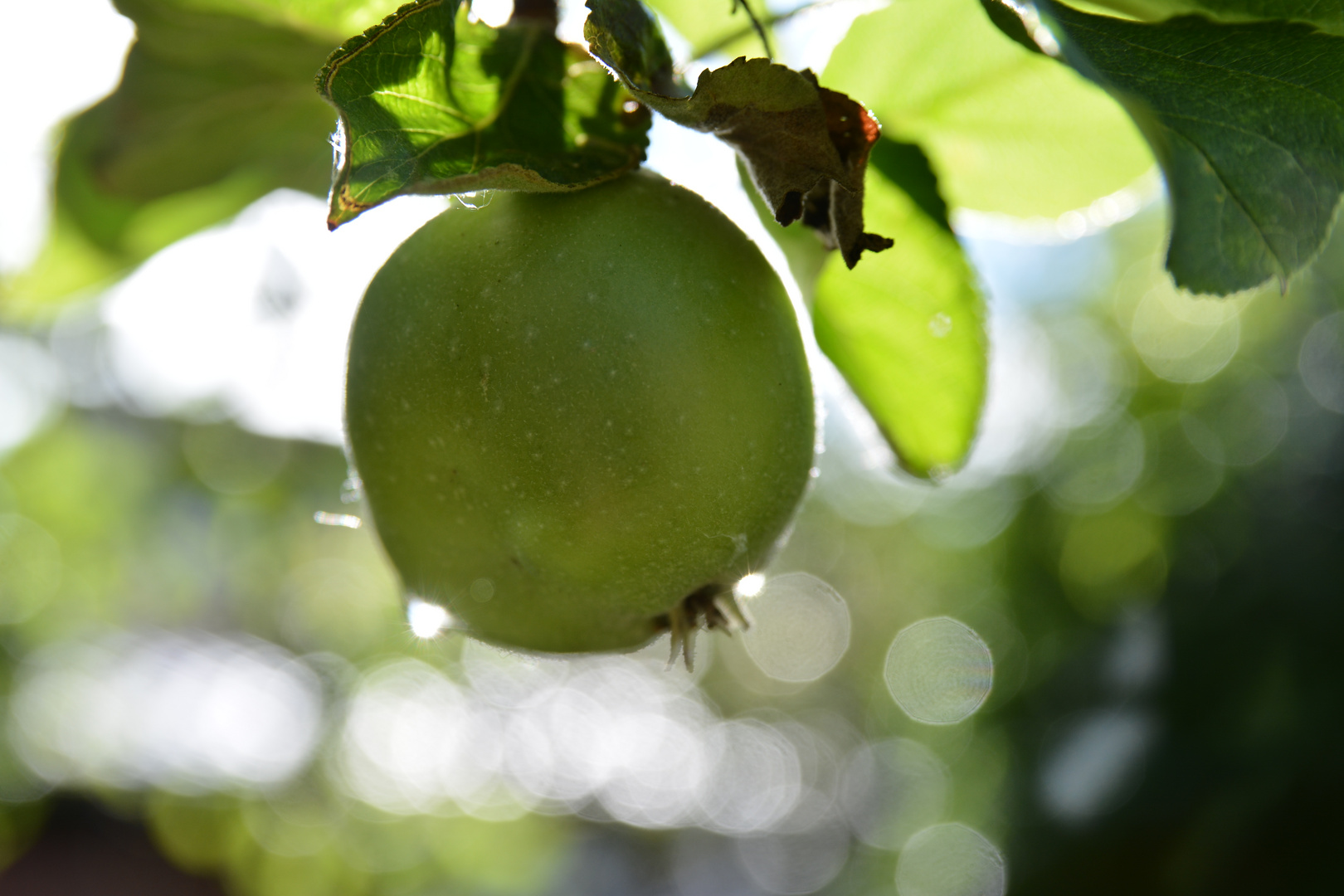 Apfel nach dem Regenschauer