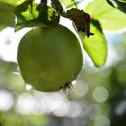 Apfel nach dem Regenschauer