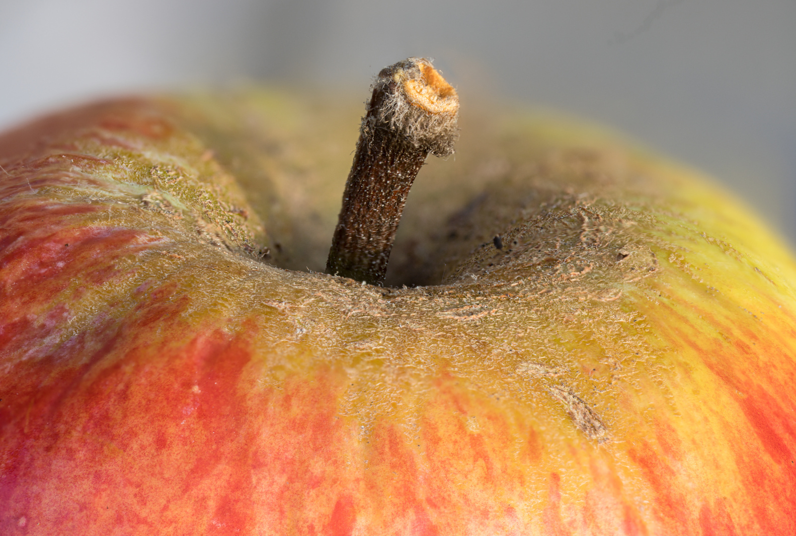 Apfel natur oder gebrannt