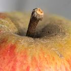 Apfel natur oder gebrannt