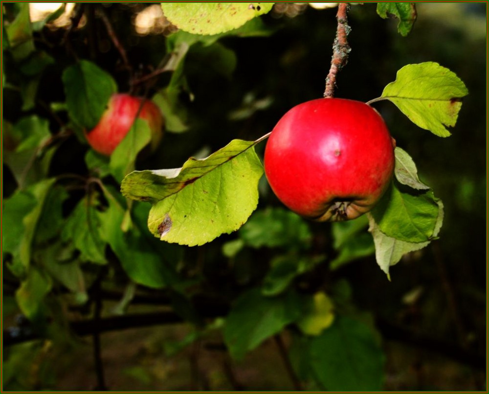 Apfel- neu- geschnitten!!