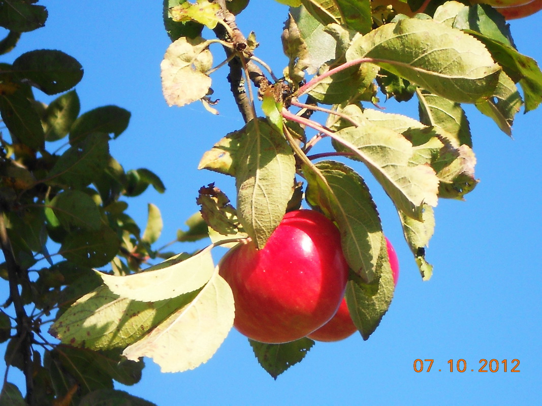 Apfel - noch auf dem Baum :)