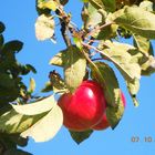 Apfel - noch auf dem Baum :)