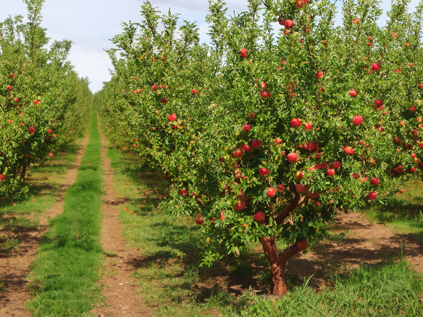 Apfel - Obstplantage